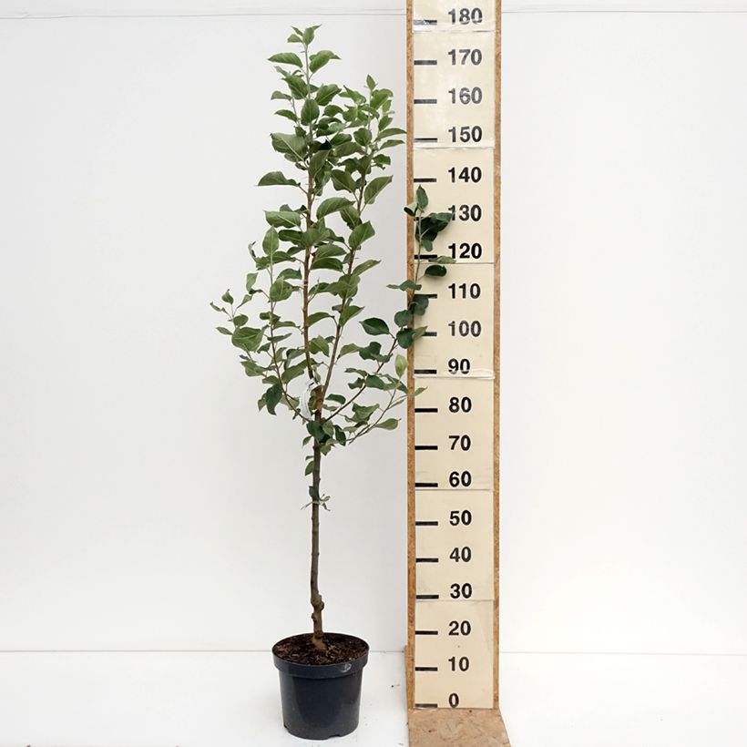 Amostra de Macieira Rainha das Rainetas - Malus domestica Vaso de 7,5 L/10 L, Copo tal como entregue no verão