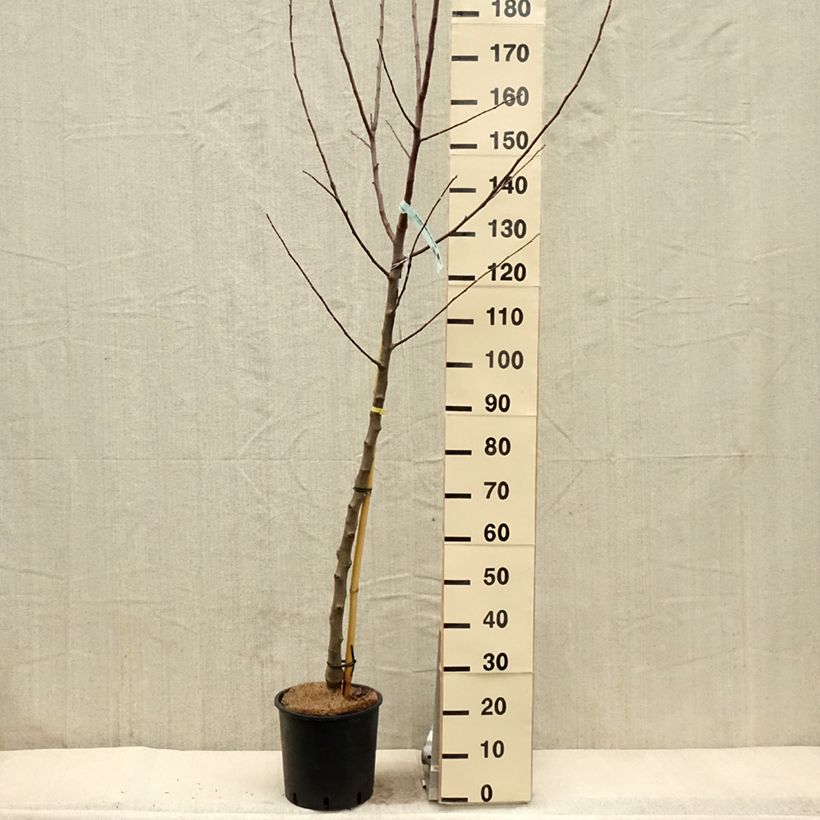 Amostra de Macieira Reinette Branca do Canadá - Malus domestica Vaso de 7,5 L/10 L, Meia haste tal como entregue na primavera