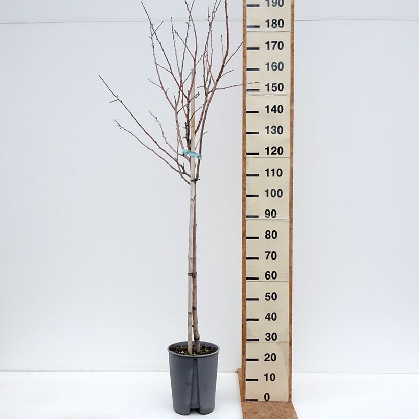 Amostra de Macieira Reinette Branca do Canadá - Malus domestica Vaso de 7,5 L/10 L, Meia haste tal como entregue no outono