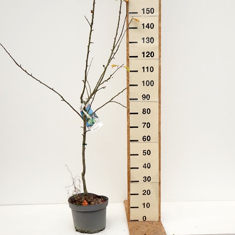 Amostra de Macieira Reinette Branca do Canadá - Malus domestica Vaso de 7,5 L/10 L, Copo tal como entregue no outono