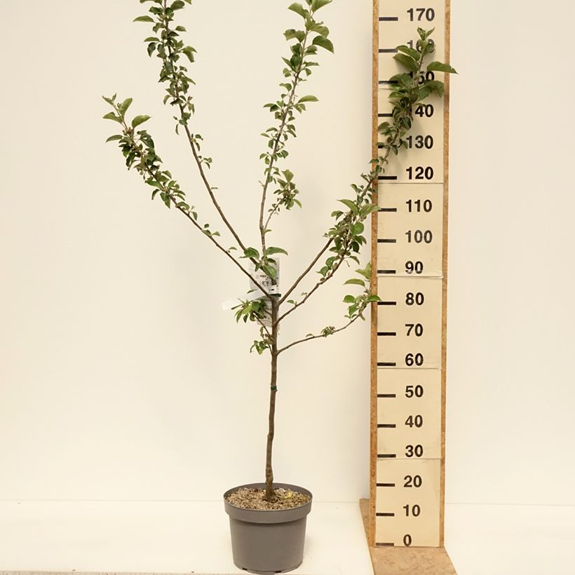 Amostra de Macieira Reinette Branca do Canadá - Malus domestica Vaso de 7,5 L/10 L, Copo tal como entregue na primavera