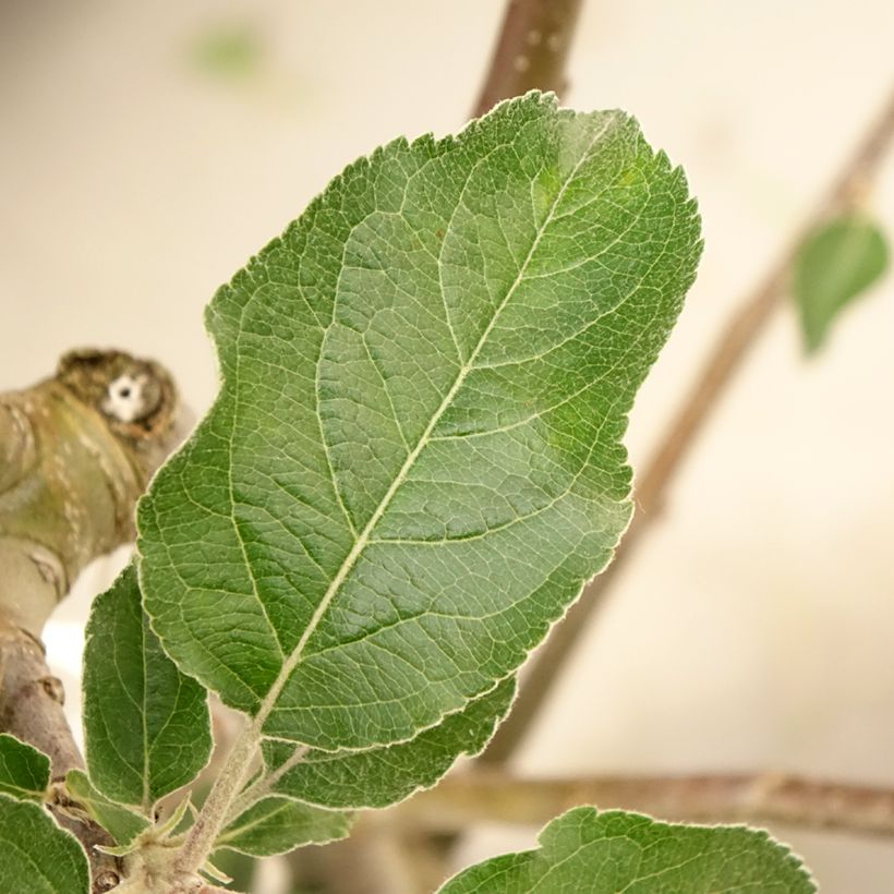 Macieira Reinette Branca do Canadá - Malus domestica (Folhagem)