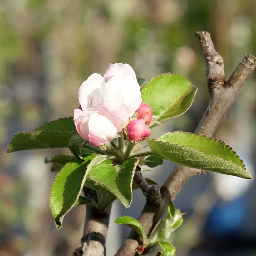 Macieira Reinette Branca do Canadá - Malus domestica (Floração)