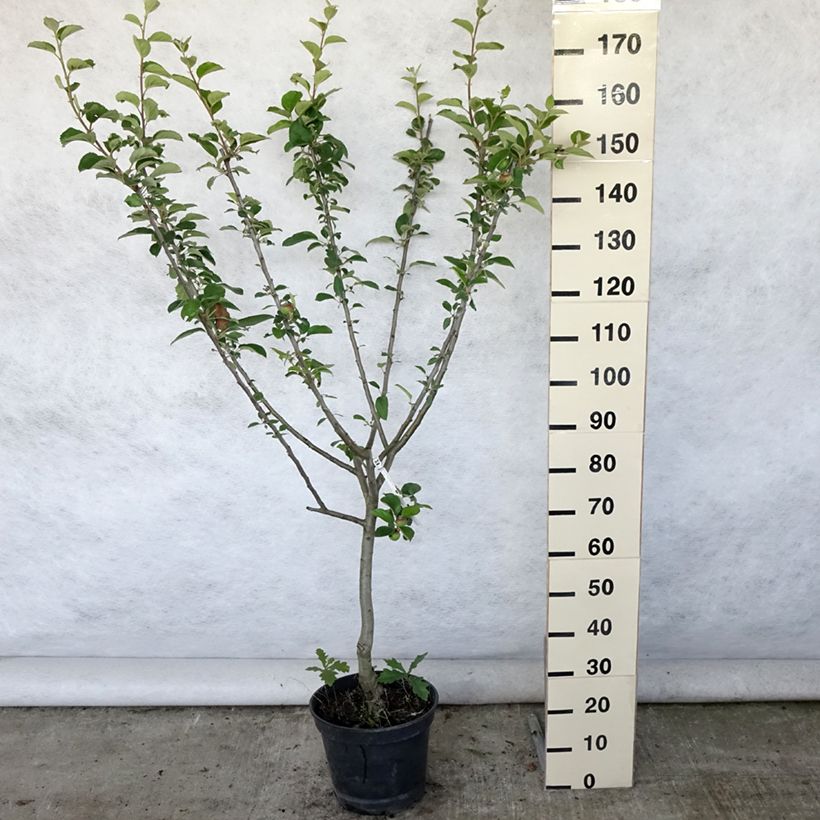 Amostra de Macieira Reinette Clochard - Malus domestica Vaso de 7,5 L/10 L, Copo tal como entregue no verão