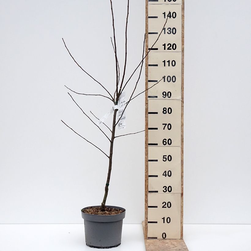 Amostra de Pommier Reinette Clochard Vaso de 7,5 L/10 L, Copo tal como entregue no inverno