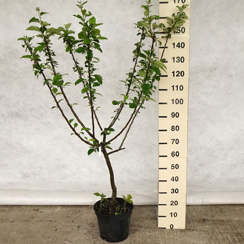 Amostra de Macieira Reinette Clochard - Malus domestica Vaso de 7,5 L/10 L, Copo tal como entregue na primavera