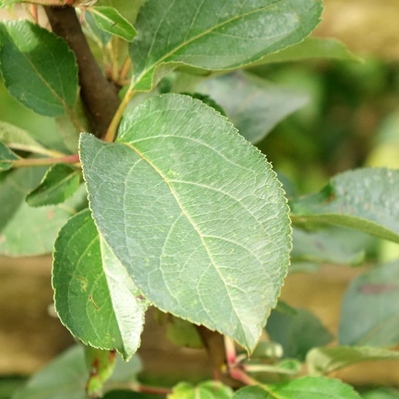 Macieira Reinette Clochard - Malus domestica (Folhagem)