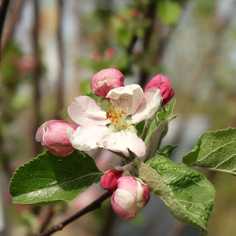 Macieira Reinette Clochard - Malus domestica (Floração)