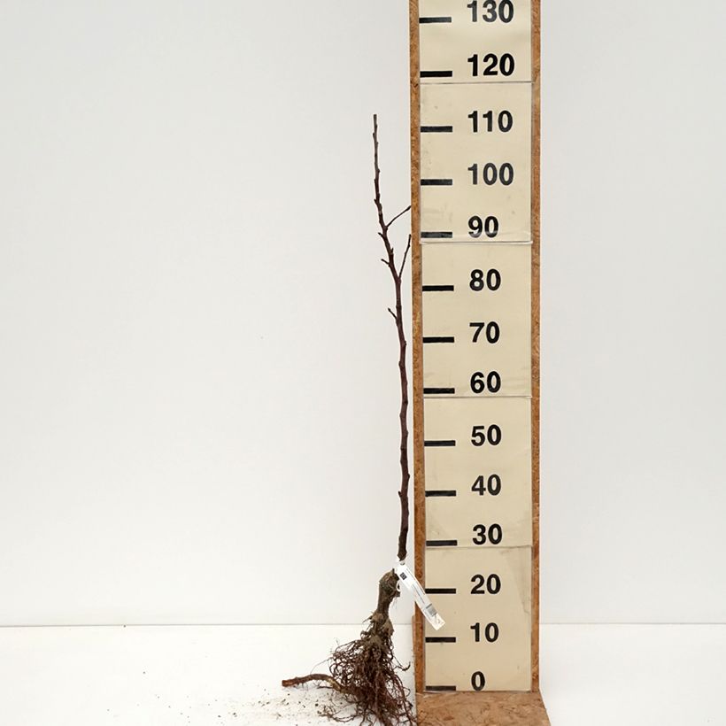 Amostra de Pommier Reinette de Brive Bio Grandes Racines nues, Scion tal como entregue no inverno