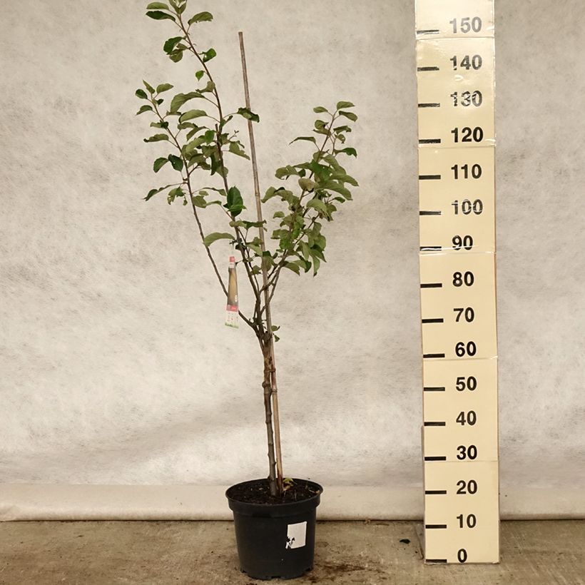 Amostra de Macieira Reinette de Brive - Malus domestica Vaso de 7,5 L/10 L, Copo tal como entregue no verão