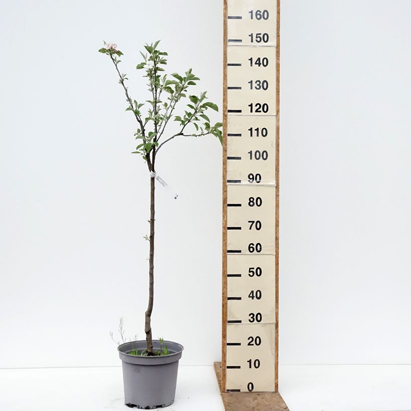 Amostra de Macieira Reinette de Brive - Malus domestica Vaso de 7,5 L/10 L, Copo tal como entregue na primavera