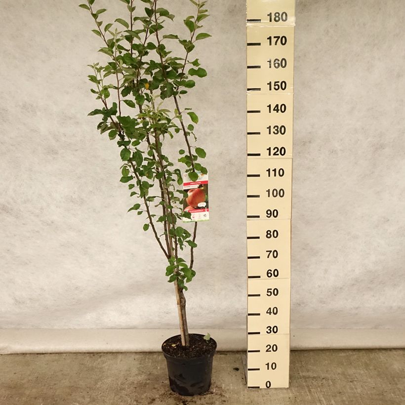 Amostra de Macieira Reinette de Caux - Malus domestica Vaso de 7,5 L/10 L, Copo tal como entregue no verão