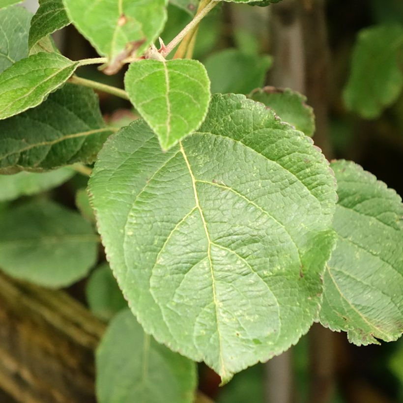 Macieira Reinette de Caux - Malus domestica (Folhagem)