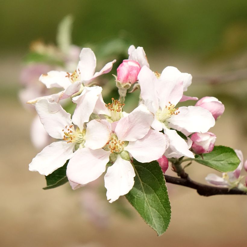 Macieira Reinette de Caux - Malus domestica (Floração)