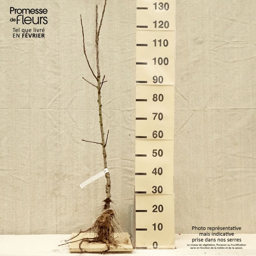 Amostra de Pommier Reinette De France Raízes nuas, Copo tal como entregue no inverno