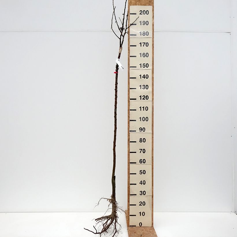 Amostra de Pommier Reinette De France Raízes nuas, Meia haste tal como entregue no inverno