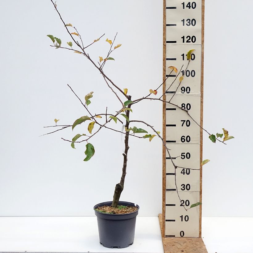 Amostra de Pommier Reinette du Mans Vaso de 7,5 L/10 L, Copo tal como entregue no outono