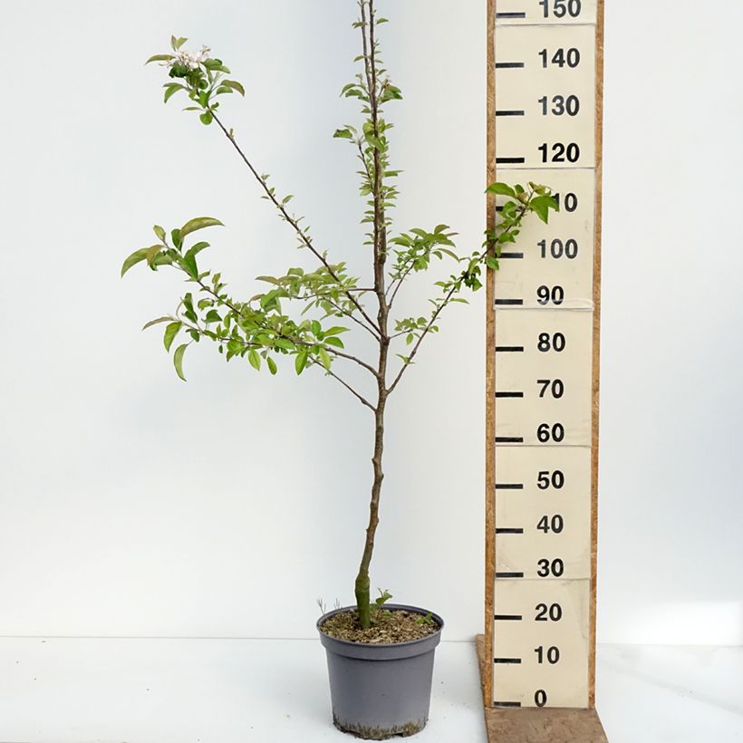 Amostra de Macieira Reinette du Mans - Malus domestica Vaso de 7,5 L/10 L, Copo tal como entregue na primavera