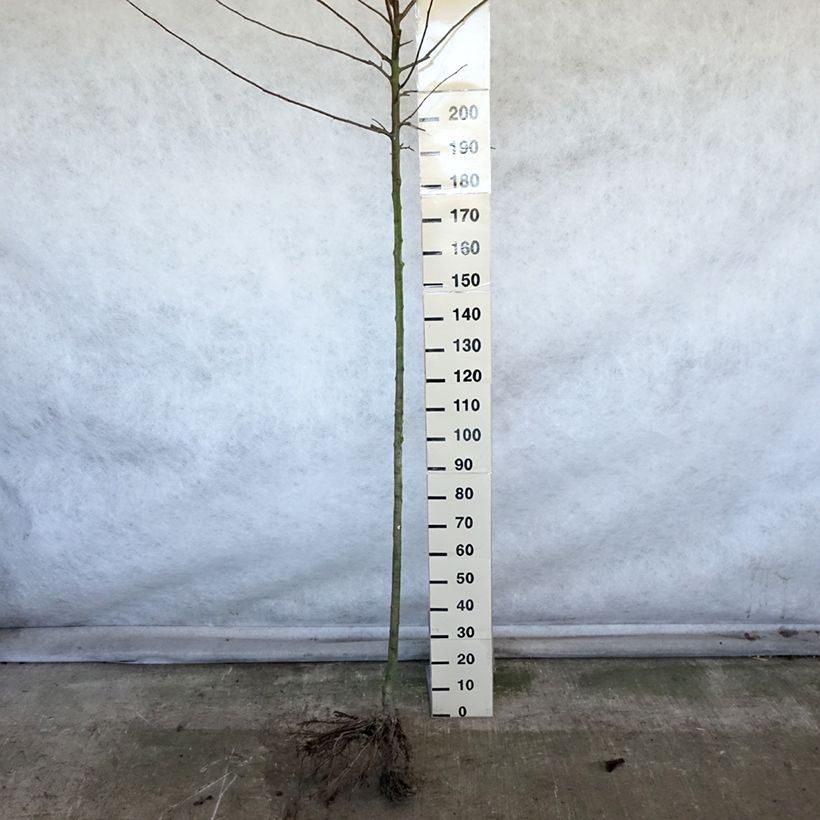 Amostra de Pommier Reinette Etoilée - Sterappel Raízes nuas, Haste alta tal como entregue no inverno