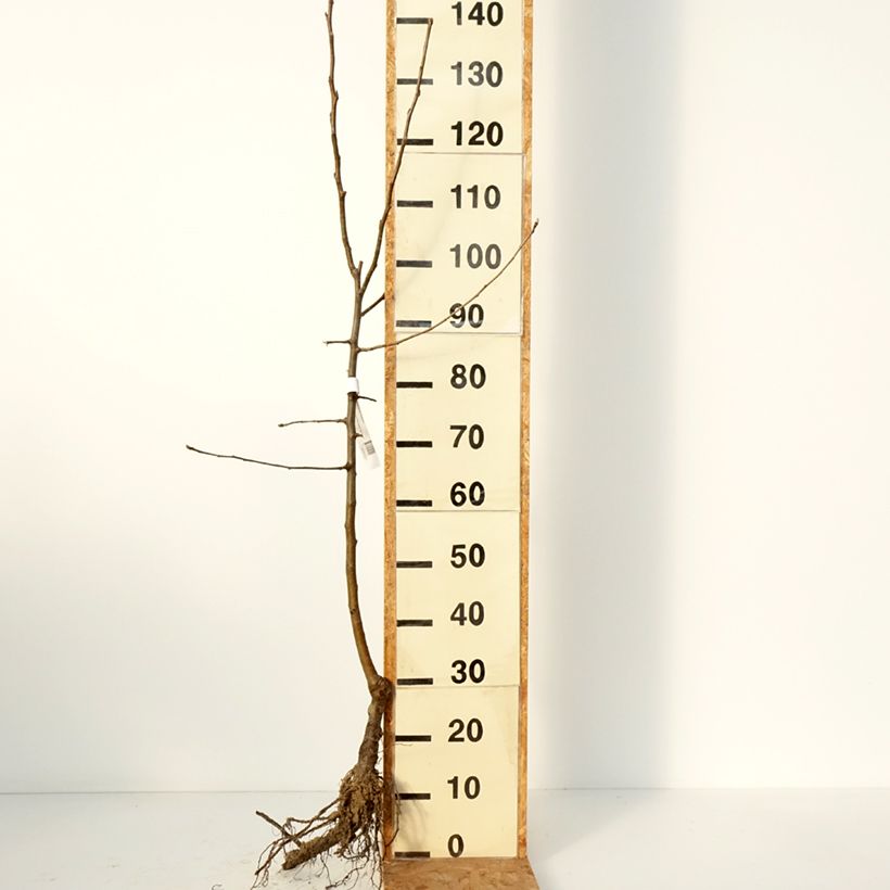 Amostra de Pommier Reinette Etoilée - Sterappel Raízes nuas, Copo tal como entregue no inverno