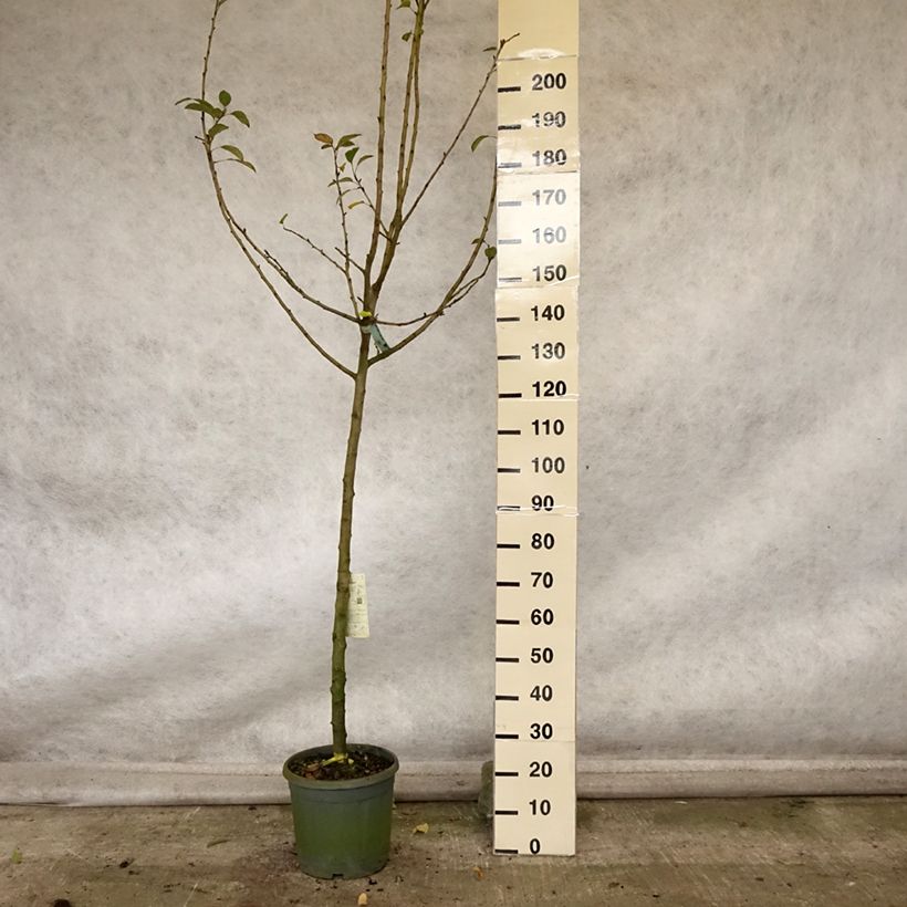 Amostra de Macieira Reinette cinzenta do Canadá - Malus domestica Vaso de 7,5 L/10 L, Meia haste tal como entregue no outono