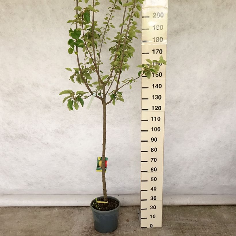 Amostra de Macieira Reinette cinzenta do Canadá - Malus domestica Vaso de 7,5 L/10 L, Meia haste tal como entregue no verão