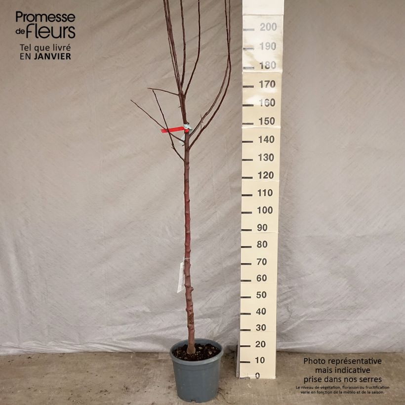 Amostra de Pommier Reinette grise du Canada Vaso de 7,5 L/10 L, Meia haste tal como entregue no inverno