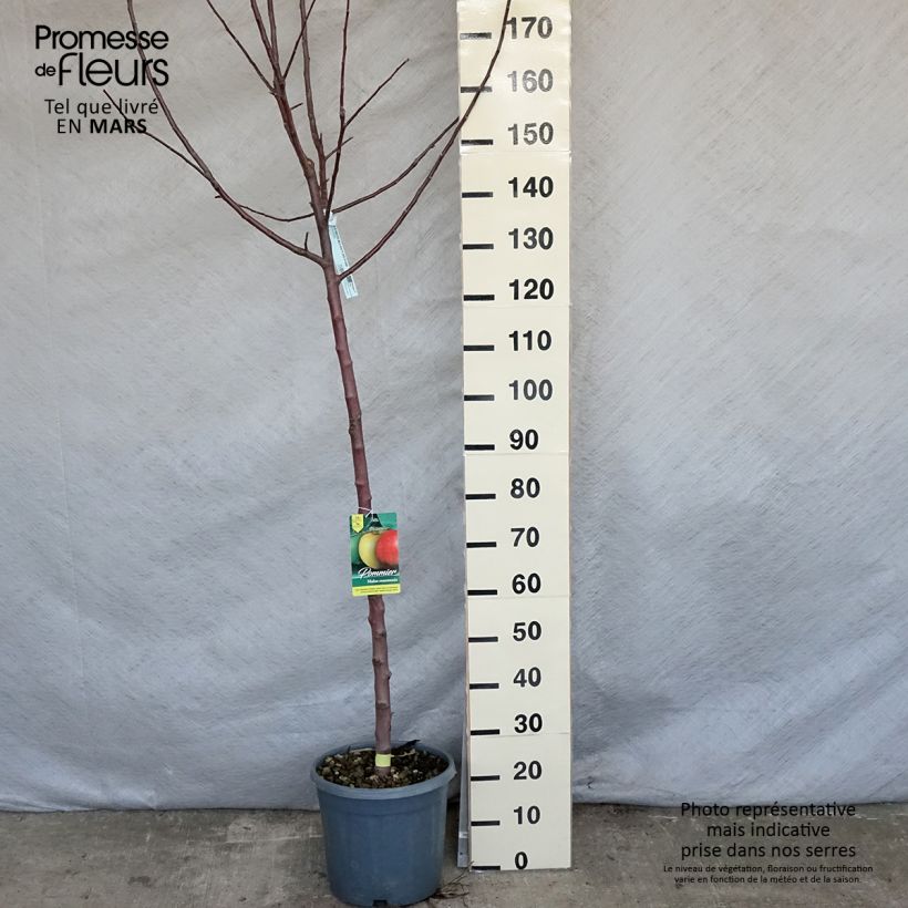 Amostra de Macieira Reinette cinzenta do Canadá - Malus domestica Vaso de 7,5 L/10 L, Meia haste tal como entregue na primavera