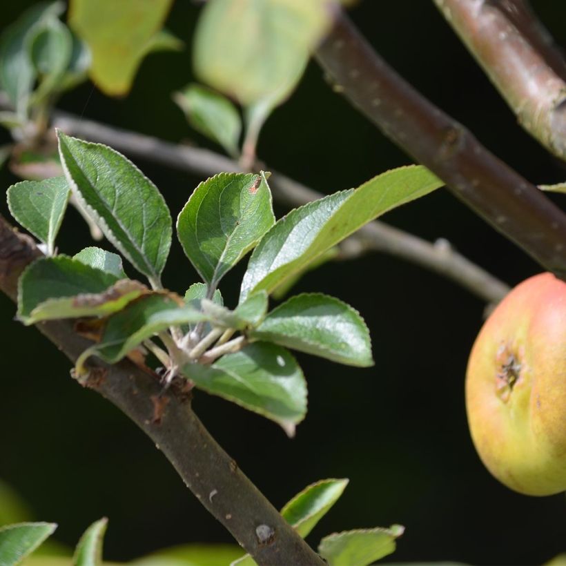 Macieira Reinette cinzenta do Canadá - Malus domestica (Folhagem)