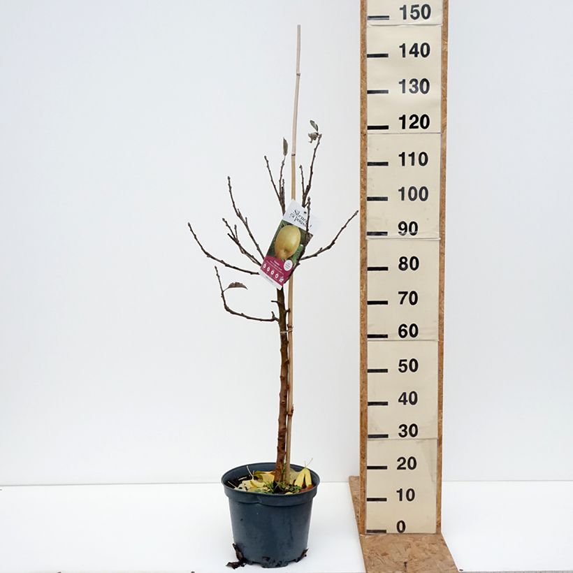 Amostra de Macieira Reinette cinzenta do Canadá - Malus domestica Vaso de 7,5 L/10 L, Copo tal como entregue no outono