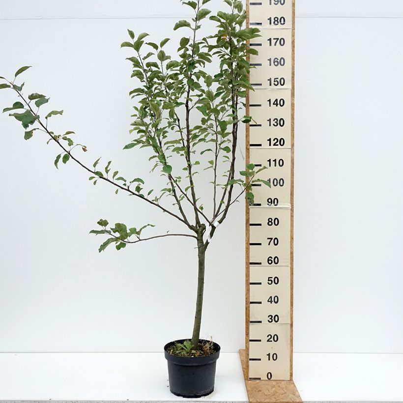 Amostra de Macieira Reinette cinzenta do Canadá - Malus domestica Vaso de 7,5 L/10 L, Copo tal como entregue no verão