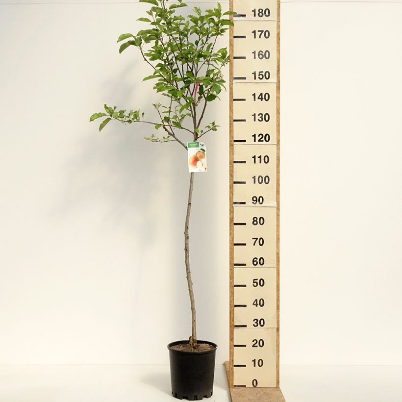 Amostra de Macieira Royal Gala - Malus domestica Vaso de 7,5 L/10 L, Meia haste tal como entregue na primavera