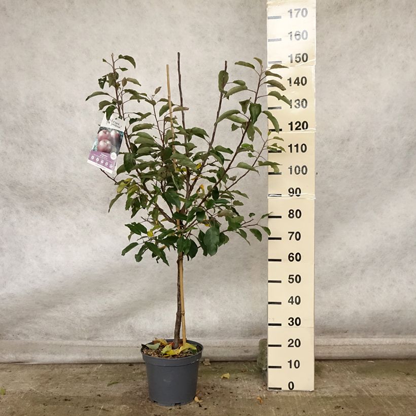 Amostra de Macieira Royal Gala - Malus domestica Vaso de 7,5 L/10 L, Copo tal como entregue no outono