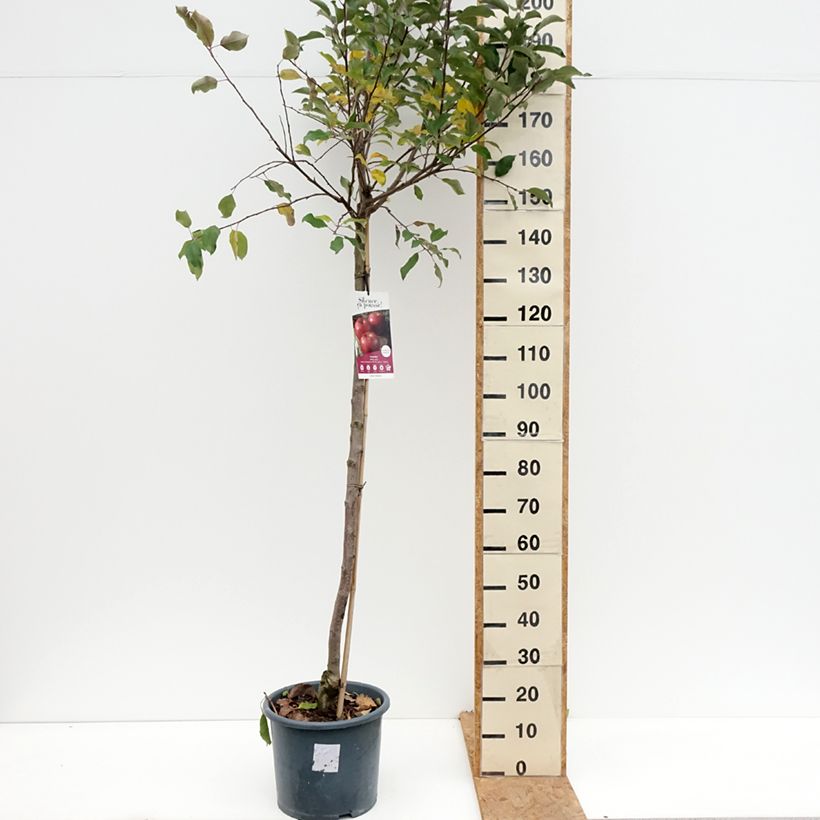 Amostra de Macieira Royal Gala - Malus domestica Vaso de 7,5 L/10 L, Meia haste tal como entregue no outono