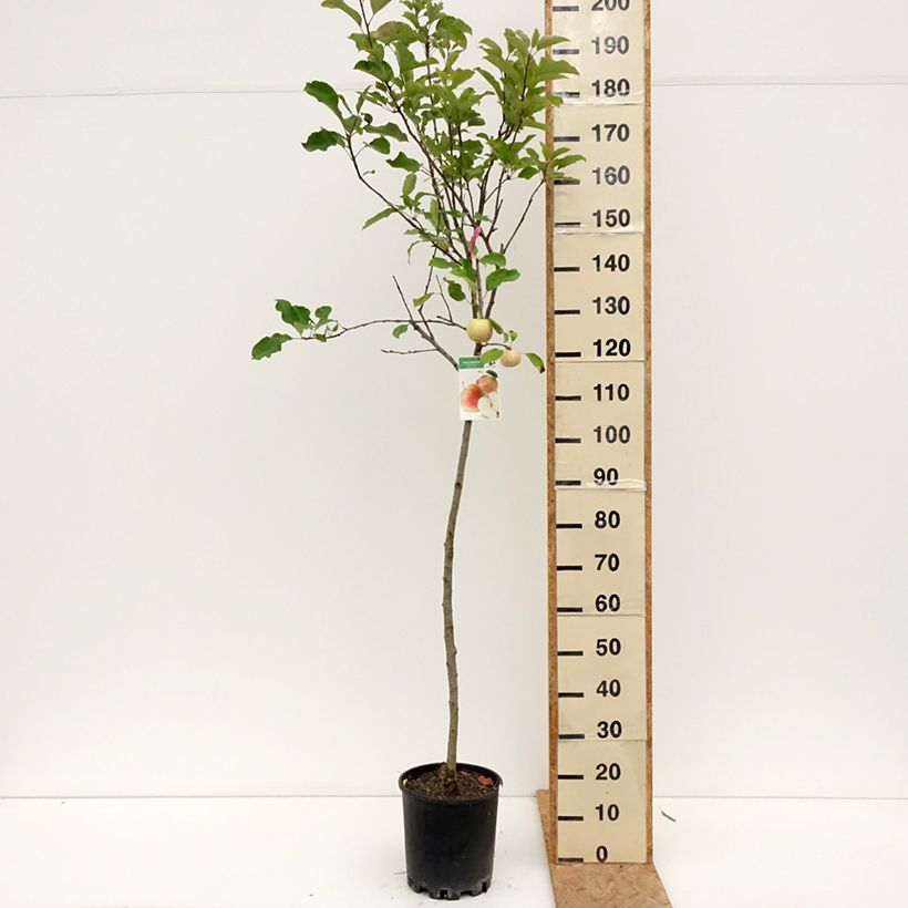 Amostra de Macieira Royal Gala - Malus domestica Vaso de 7,5 L/10 L, Meia haste tal como entregue no verão