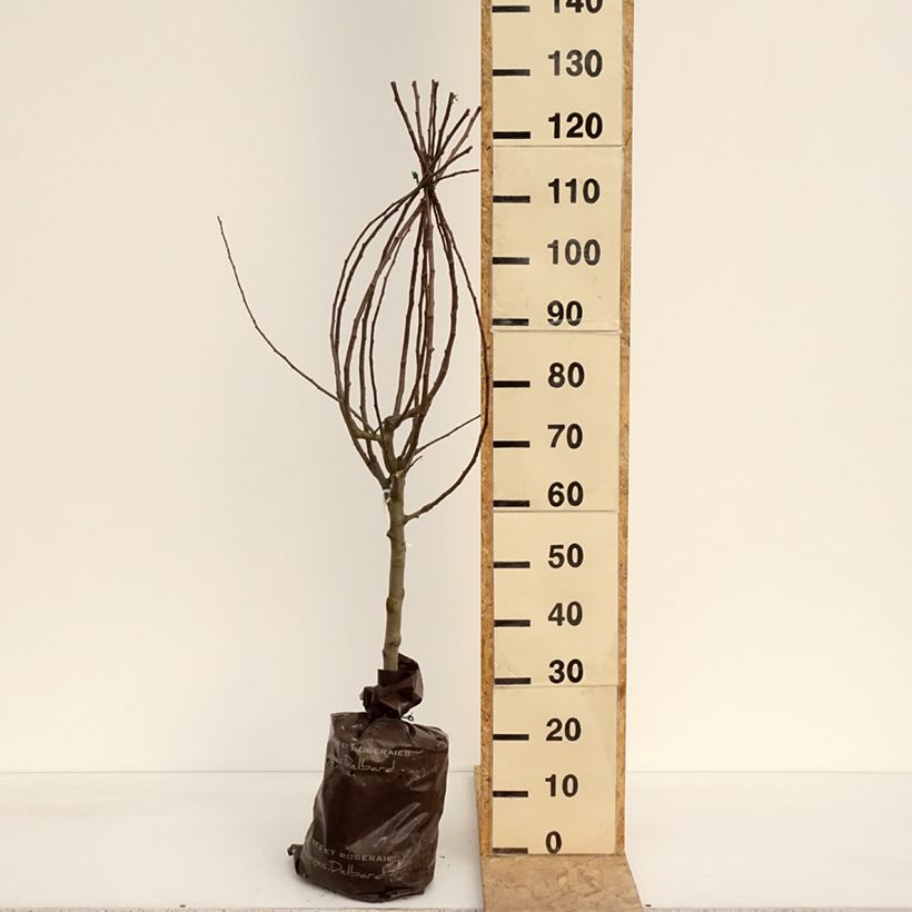 Amostra de Macieira Delbardivine Georges Delbard - Malus domestica Torrão "Pronto a plantar", Copo tal como entregue na primavera