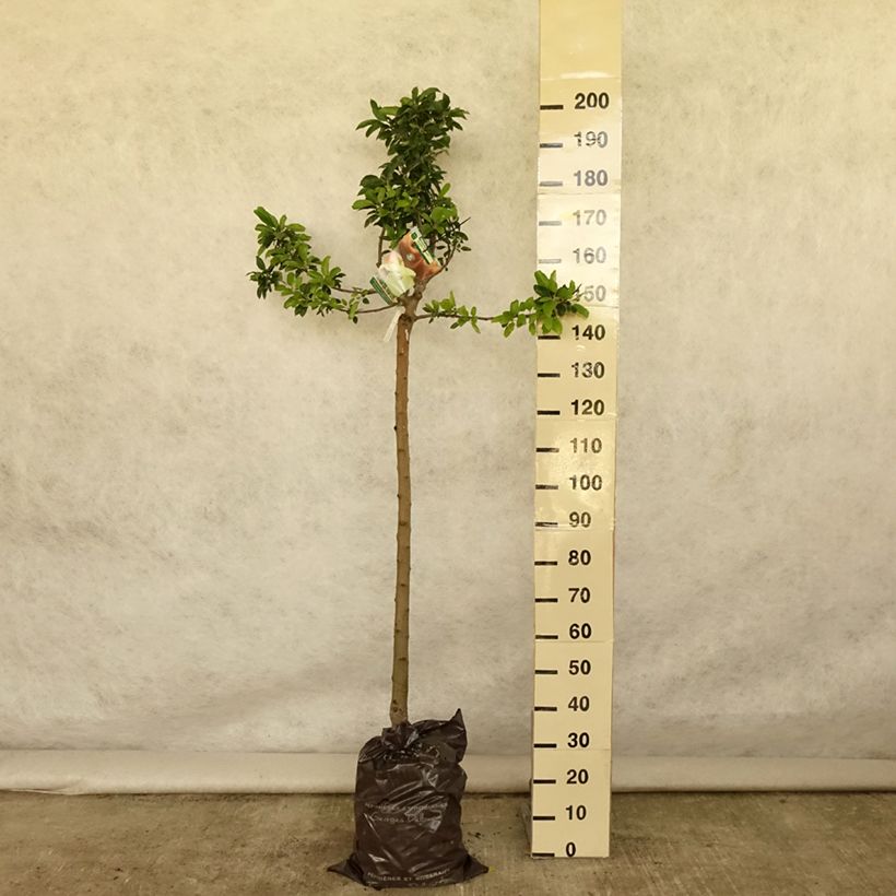 Amostra de Macieira Delbardivine Georges Delbard - Malus domestica Torrão "Pronto a plantar", Meia haste tal como entregue no verão