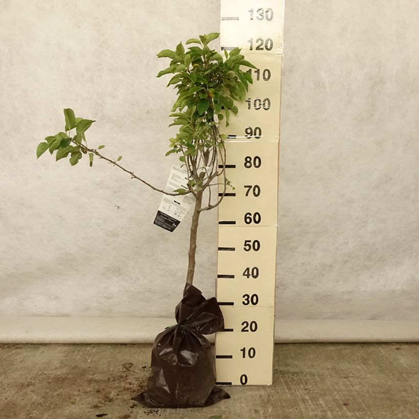 Amostra de Macieira Delbardivine Georges Delbard - Malus domestica Torrão "Pronto a plantar", Copo tal como entregue no verão