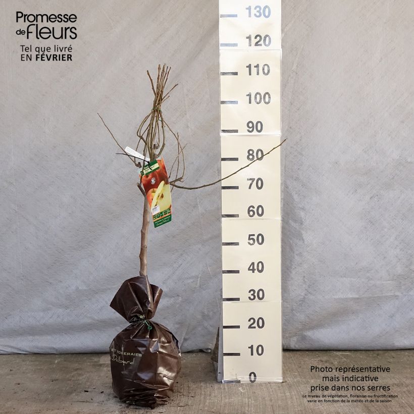 Amostra de Pommier Royale Delbard - Delbardivine - Georges Delbard Torrão "Pronto a plantar", Copo tal como entregue no inverno