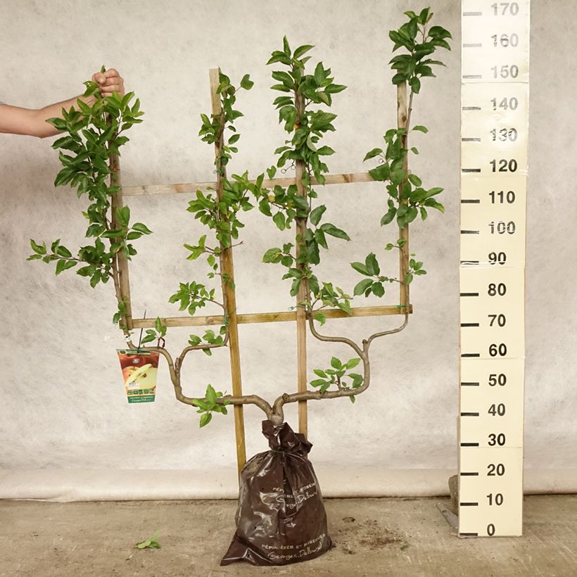 Amostra de Macieira Delbardivine Georges Delbard - Malus domestica Torrão "Pronto a plantar", Palmeta dupla em U tal como entregue no verão