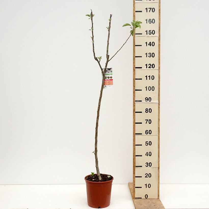 Amostra de Pommier Starking Delicious Vaso de 7,5 L/10 L, Meia haste tal como entregue na primavera