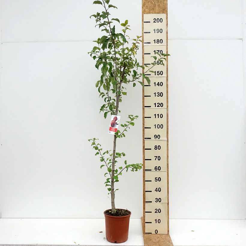 Amostra de Macieira Starking Delicious - Malus domestica Vaso de 7,5 L/10 L, Meia haste tal como entregue no verão