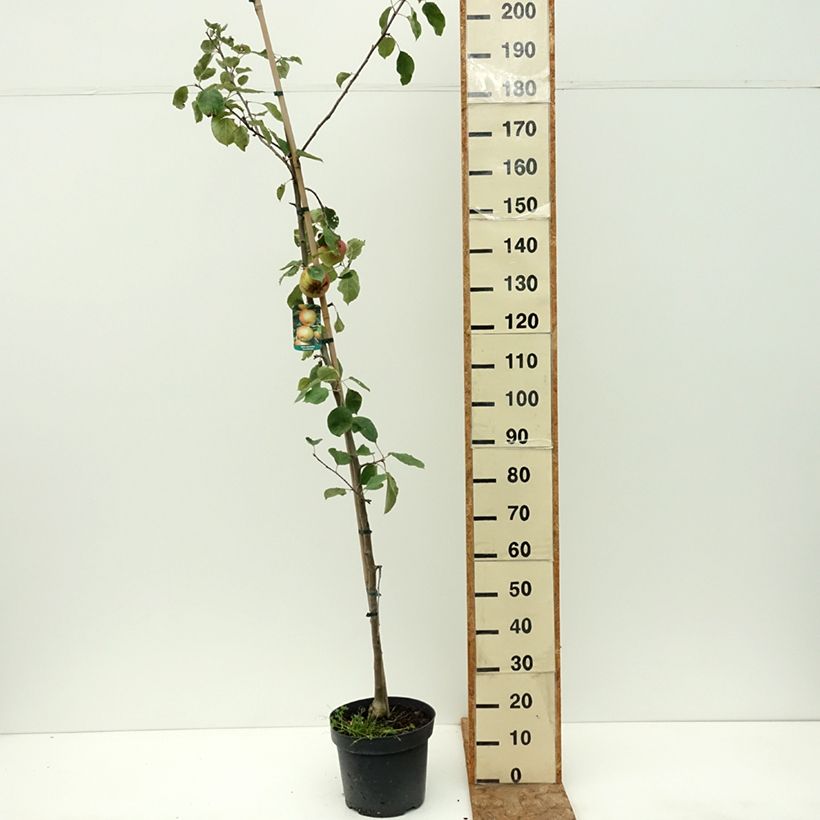 Amostra de Macieira Szara Reneta - Malus domestica Vaso de 7,5 L/10 L, Rebento tal como entregue no verão