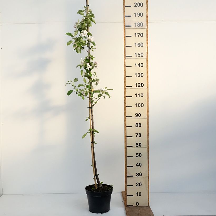 Amostra de Macieira Szara Reneta - Malus domestica Vaso de 7,5 L/10 L, Rebento tal como entregue na primavera