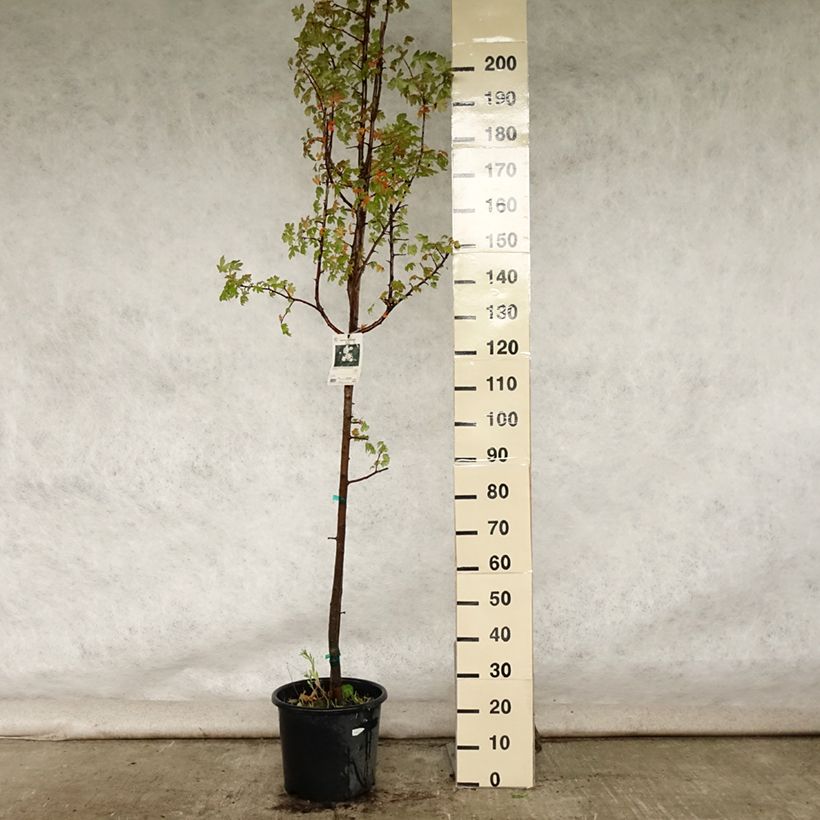 Amostra de Malus trilobata Vaso de 12 L/15 L tal como entregue no verão