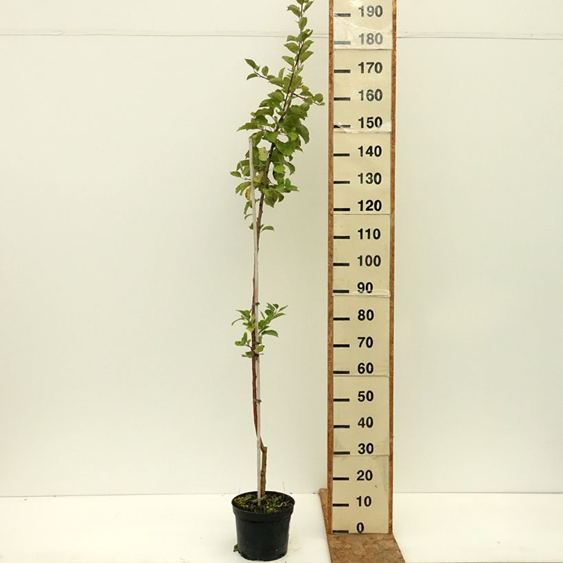 Amostra de Macieira Truskawkowe Nietschnera - Malus domestica Vaso de 4 L/5 L, Rebento tal como entregue no verão