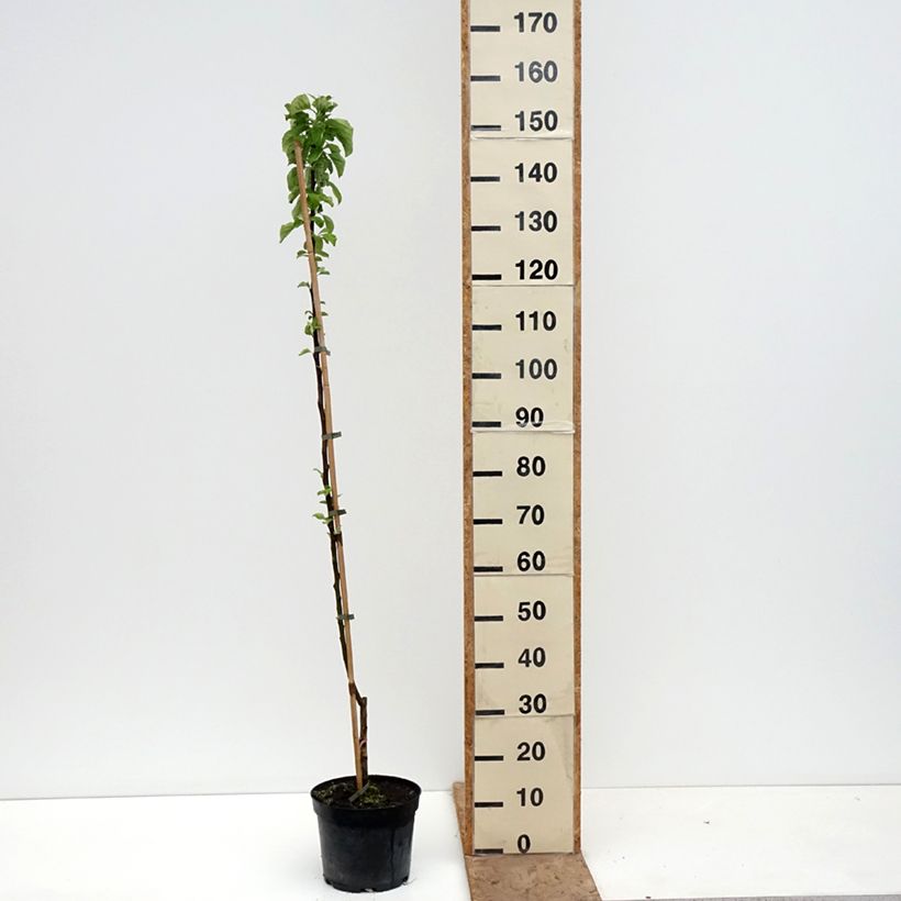 Amostra de Macieira Truskawkowe Nietschnera - Malus domestica Vaso de 4 L/5 L, Rebento tal como entregue na primavera