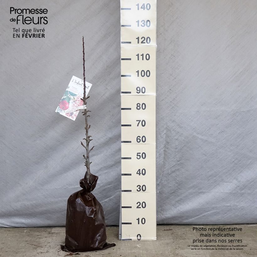 Amostra de Macieira colunar Vaux Le Vicomte Georges Delbard - Malus domestica Torrão "Pronto a plantar", Colunar tal como entregue no inverno