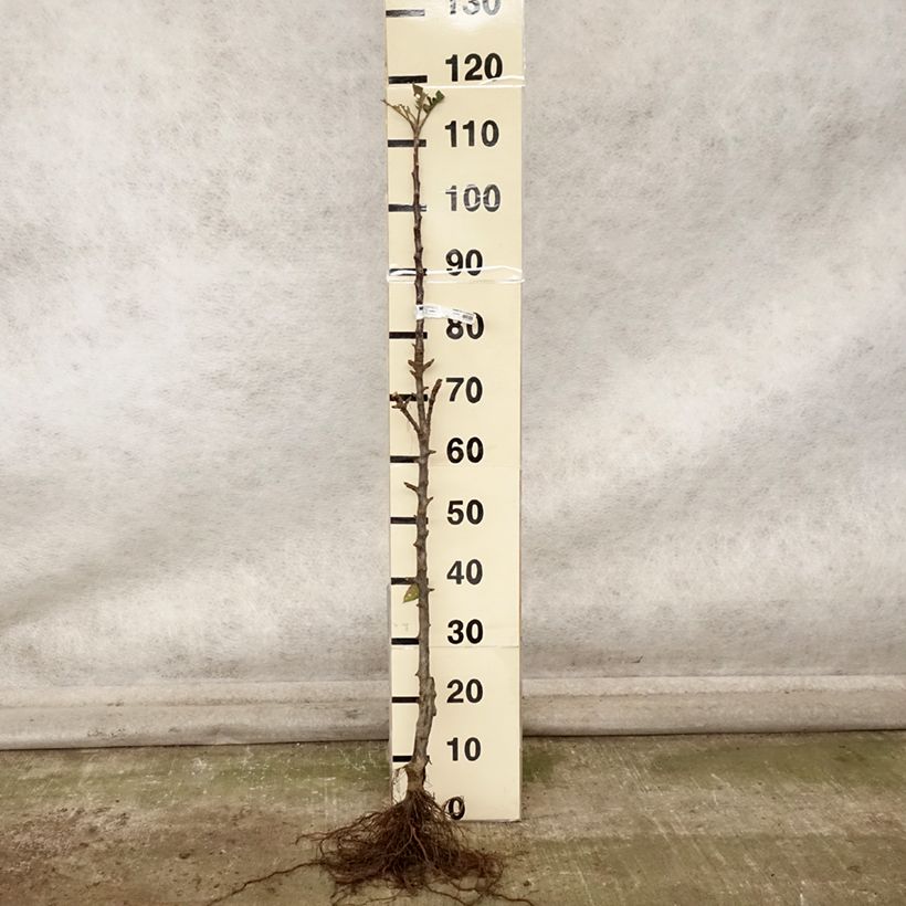 Amostra de Macieira colunar Vaux Le Vicomte Georges Delbard - Malus domestica Raízes nuas, Colunar tal como entregue no outono