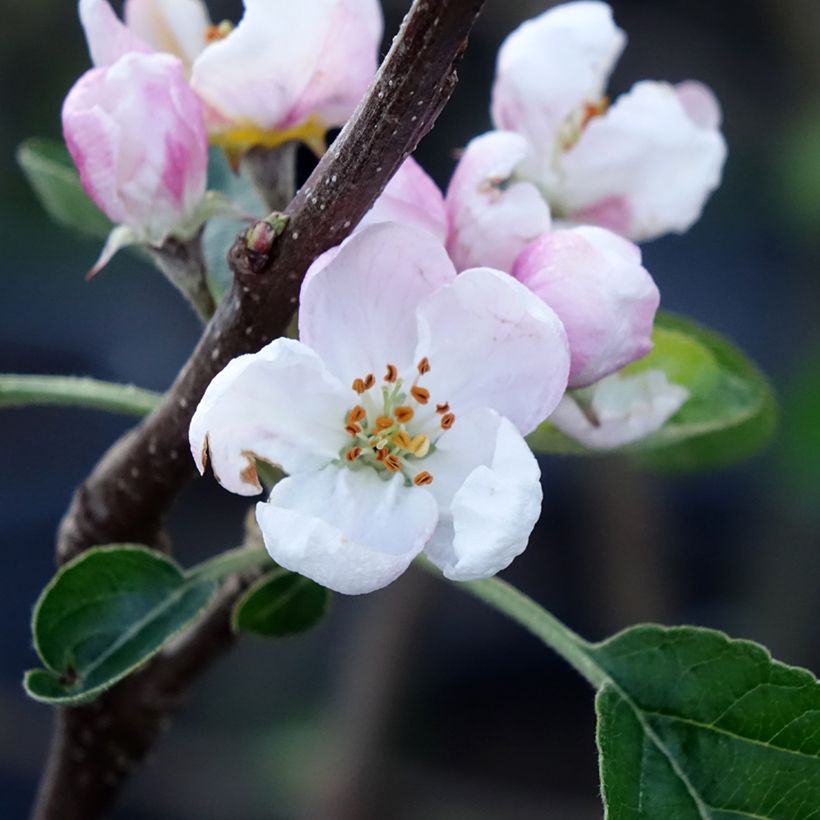 Macieira Winter Banana - Malus domestica (Floração)